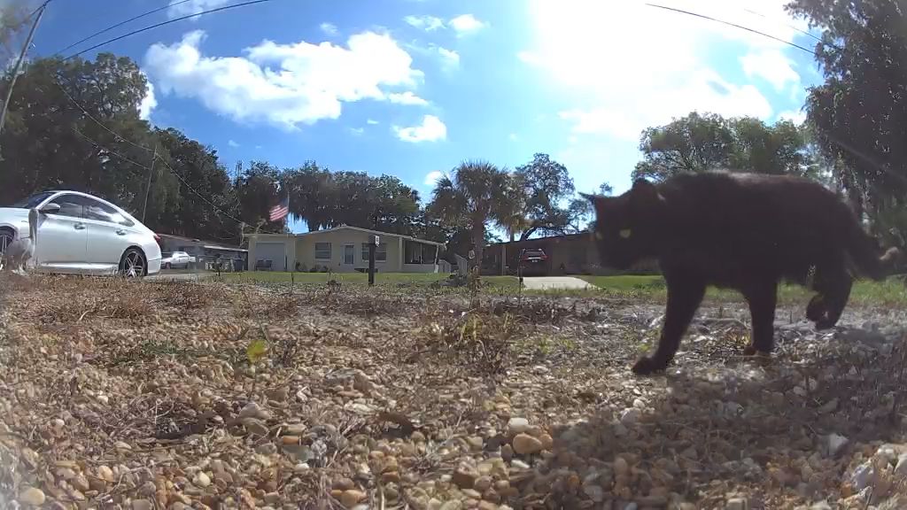 First Front Yard (with Jinx)